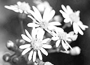 闲鱼卡密便宜的安卓ddos攻击工具